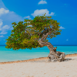Aruba