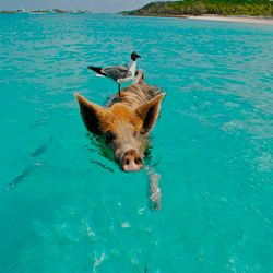 Bahamas